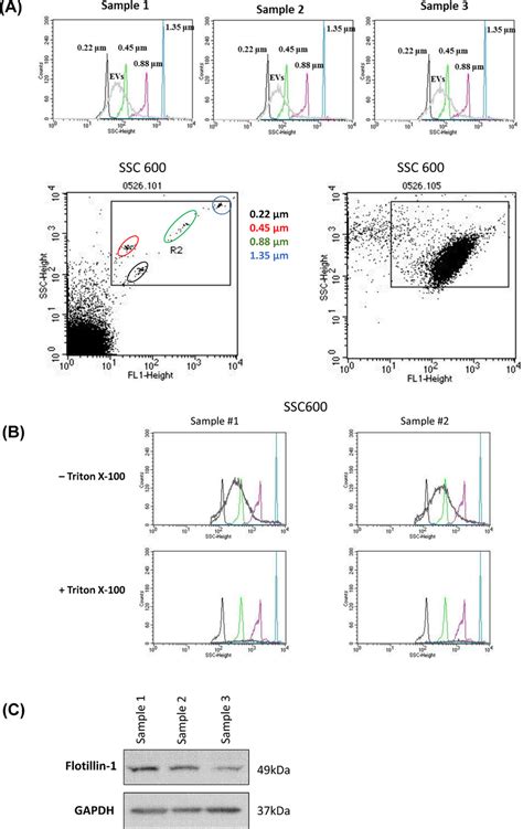 western blot vs flow cytometry